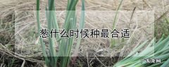 灵芝在家也能种 黑林芝怎么种植