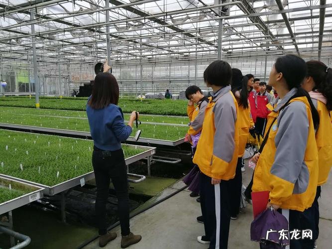 灵芝在家也能种 黑林芝怎么种植