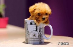 泰迪犬买茶杯好还是微小 怎样分辨茶杯泰迪