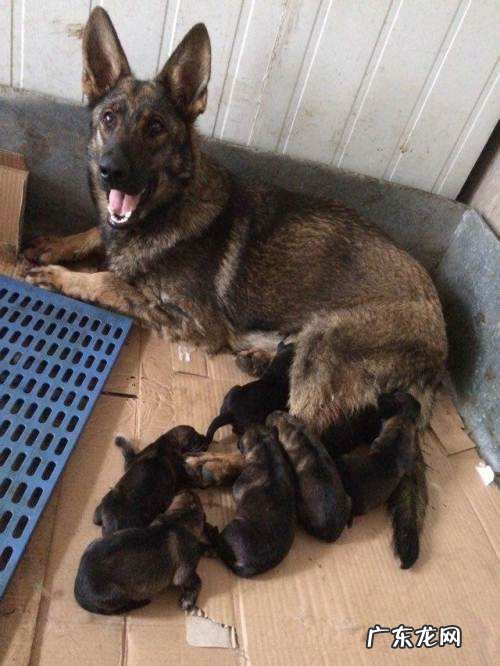 东德是全黑好还是狼青好 一窝东德牧羊犬怎么挑选