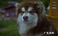 阿拉斯加犬年龄对照表 阿拉斯加体重成长标准