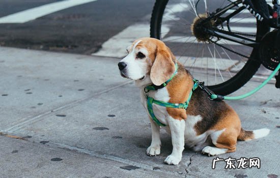 中国体型最大的土狗 狗的体型是随爸爸还是妈妈