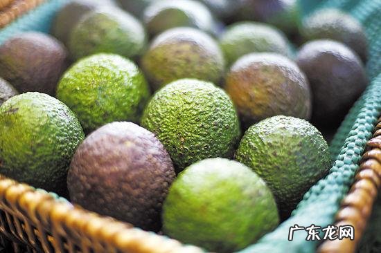 两种简单方法可以获得 南方牛油果怎么种植