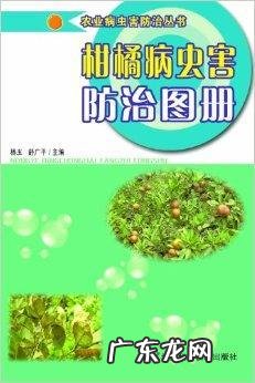 扦插康乃馨 康乃馨插枝后怎么种植
