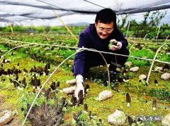 这两个方法让他年销4000万 怎么种植羊肚菌产量高