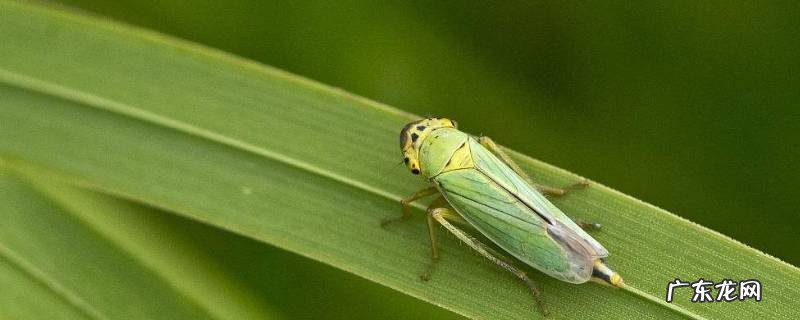 小绿叶蝉会咬人吗,小绿叶蝉咬人吗?