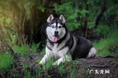 哈士奇为什么会狼嚎 哈士奇为什么学狼叫