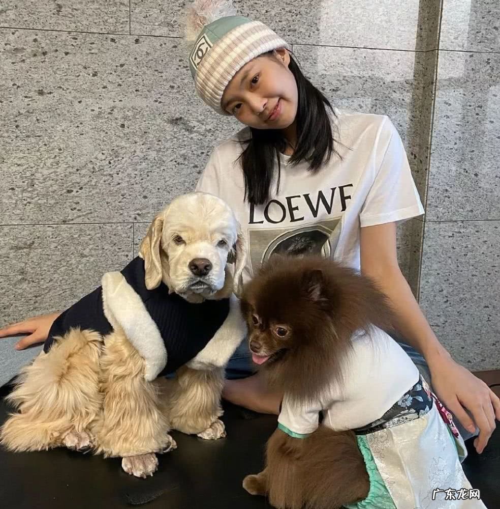 金智妮养的宠物叫什么 金智妮的狗是什么狗