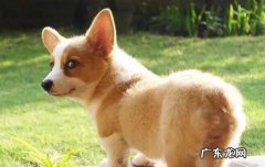 柯基为什么是禁养犬 柯基属于小型犬还是中型犬