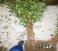 其实方法很简单 花椒树如何种植盆栽