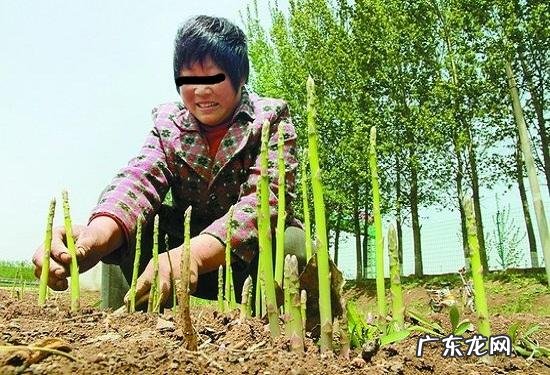 这两个方法行,你可以试试 怎么用黄沙种植种子
