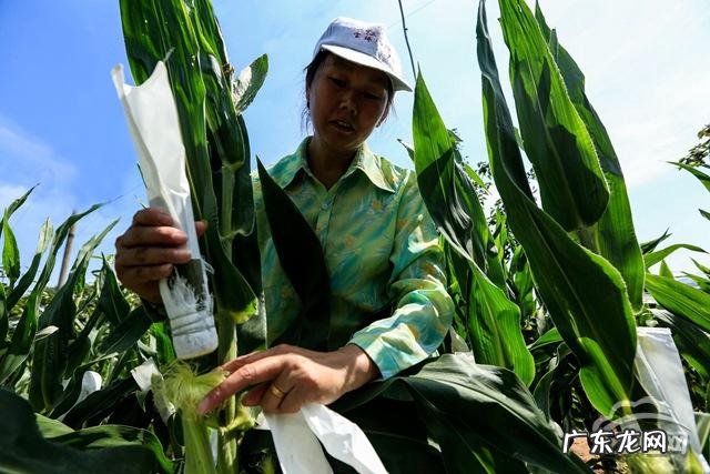 只需一招就搞定 种植的玉米怎么人工授粉