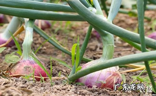 往花盆里扔“葱头” 葱头怎么种植好看