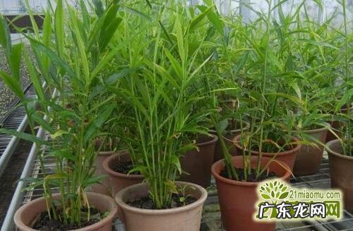 别急着栽种,开花不再让人愁 刚买回的宝莲灯花怎么种植