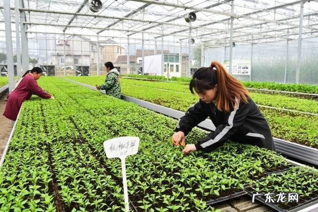别急着栽种,开花不再让人愁 刚买回的宝莲灯花怎么种植