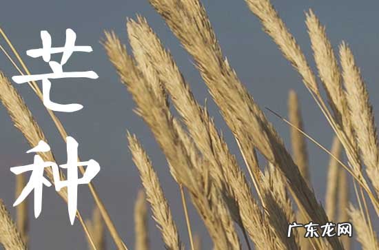 2023年芒种可以搬家吗 2023年芒种芒种搬家好收成