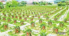 石竹栽培种植技术 山东欧石竹花怎么种植