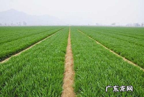 一起“云种树” 公益林是怎么种植的