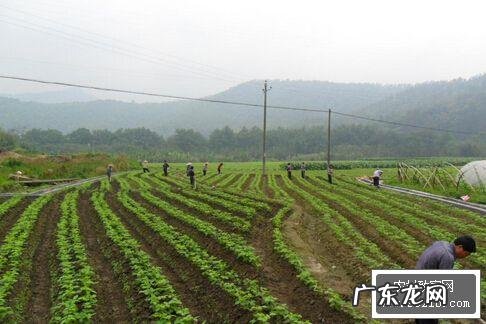 想种好就要先知道 家庭种植黄瓜怎么样