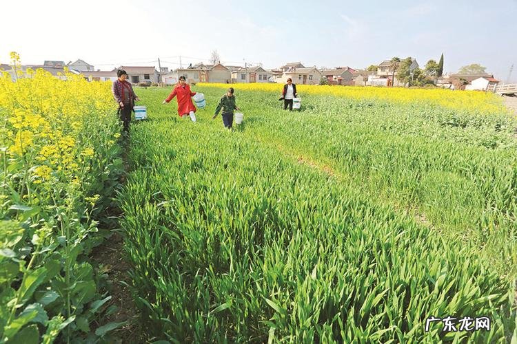 想种好就要先知道 家庭种植黄瓜怎么样