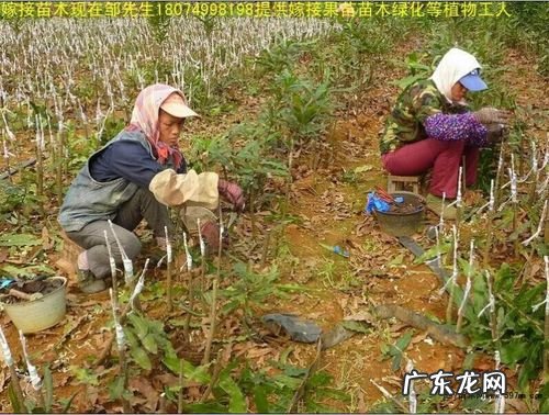 想种好就要先知道 家庭种植黄瓜怎么样