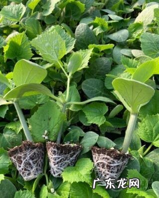 想种好就要先知道 家庭种植黄瓜怎么样