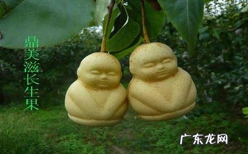 一起来学习吧 如何种植人参果长毛了