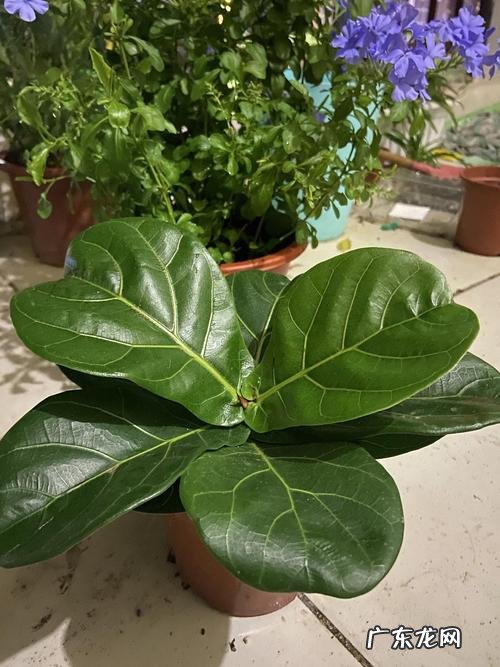 一起来学习吧 如何种植人参果长毛了