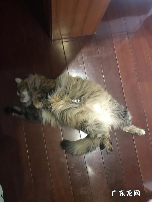 一起来学习吧 如何种植人参果长毛了