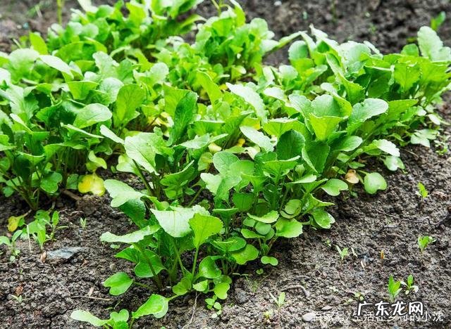 一起来学习吧 如何种植人参果长毛了