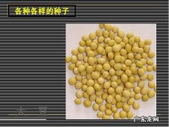 核桃板栗统统都能种 板栗种植种子怎么种