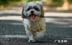 狗狗24小时不喝水会死吗 狗饿几天会死也不喝水