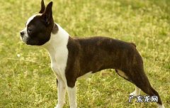 柴犬斜着走路 狗狗斜着走路是有病吗