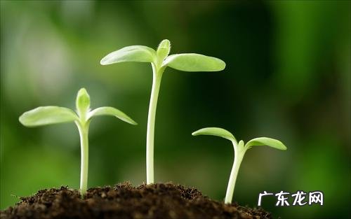 辣椒育苗时的详细步骤 辣椒家庭种植怎么育苗