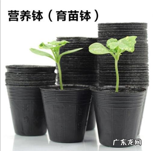辣椒育苗时的详细步骤 辣椒家庭种植怎么育苗