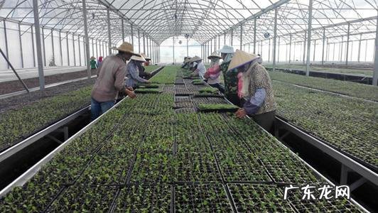 辣椒育苗时的详细步骤 辣椒家庭种植怎么育苗