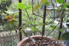 它好养活,种植2个月后能开花 矢车菊无根如何种植