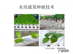 学会这些大棚蔬菜种植管理技巧 大鹏怎么种植蔬菜