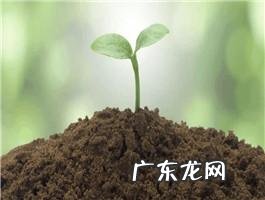 养得好看并不难 矮百日草如何种植方法