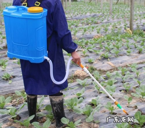养得好看并不难 矮百日草如何种植方法