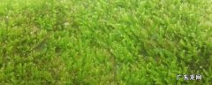 院子里青苔用什么方法可以清除掉?,庭院青苔怎么清除