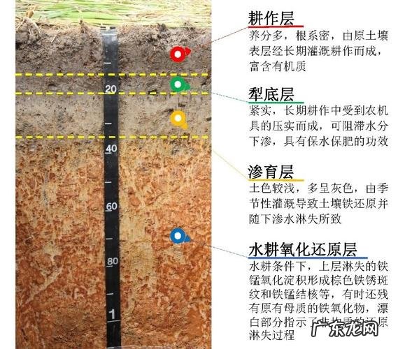 别人庭院都不养花了 芦苇花是怎么种植的
