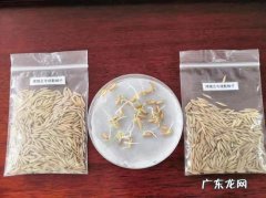 注意这7个播种技术要点 小麦种植过程怎么写