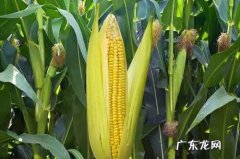 “发芽”的红薯扔盆里 长牙后怎么种植白薯