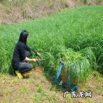 能煮能喝能用重点是好养 香茅如何种植方法