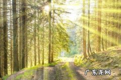 听听权威部门怎么说&#8230;&#8230; 北海朱红军罗汉松种植基地怎么样