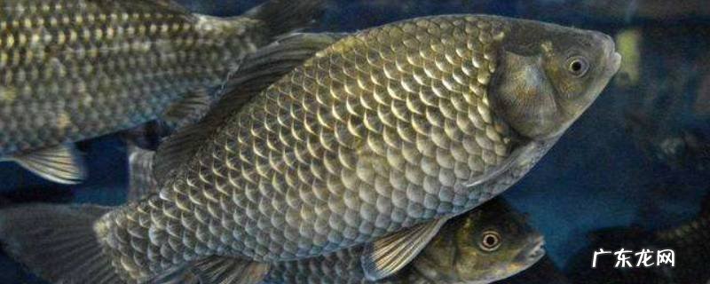 鲗鱼和鲫鱼区别,鳊鱼和鲫鱼的区别