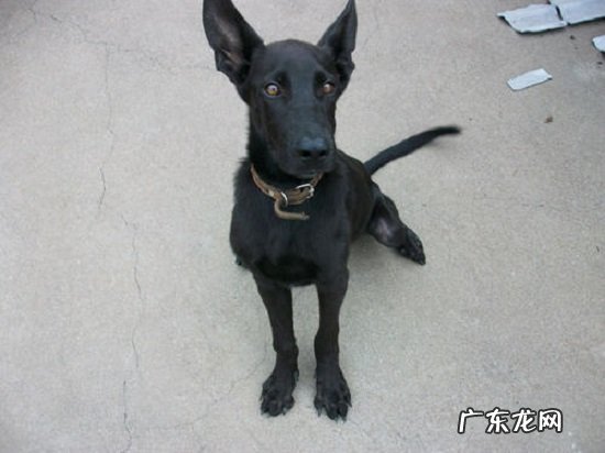 黑狼犬吃什么长得快 黑狼犬咬人吗