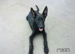 4个月的黑狼犬体重多少正常 黑狼犬能长多大多重