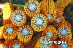 今天终于明白了 蒜怎么种植能长成独蒜瓣